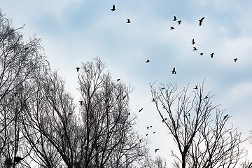 Image showing Ravens and crows among the bare trees
