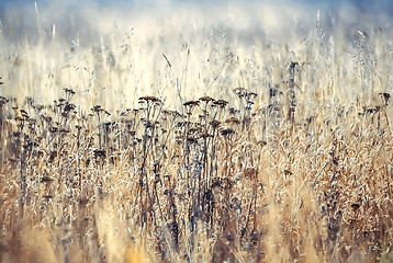 Image showing Blurred autumn background 