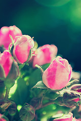 Image showing Blurred roses on green bokeh background