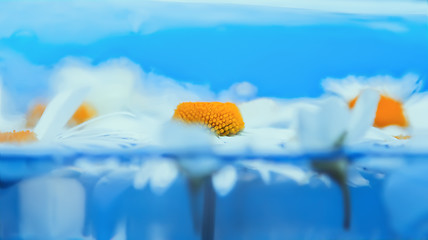 Image showing Blurred delicate blue floral background