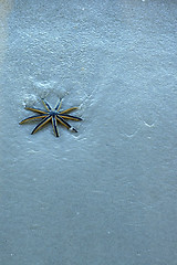 Image showing nine legged starfish on beach