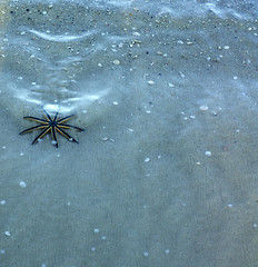 Image showing starfish with nine legs