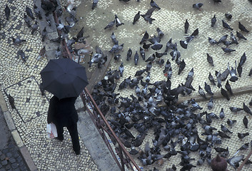 Image showing EUROPE PORTUGAL LISBON BAIXA CITY BIRDS