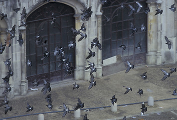 Image showing EUROPE PORTUGAL LISBON BAIXA CITY BIRDS