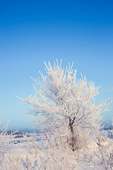 Image showing Winter tree in a field with blue sky
