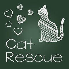 Image showing Cat Rescue Shows Save Kitten And Recovering