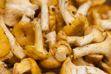 Image showing girolles