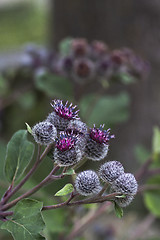 Image showing burdock