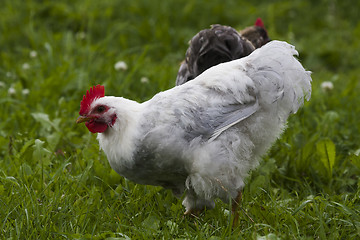 Image showing white hen