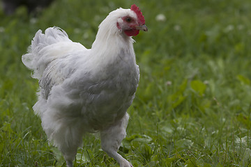 Image showing white hen