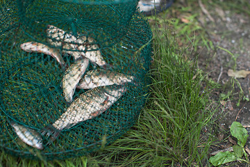 Image showing Caughted crucian carp