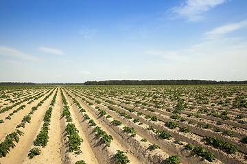 Image showing Agriculture,   potato field 