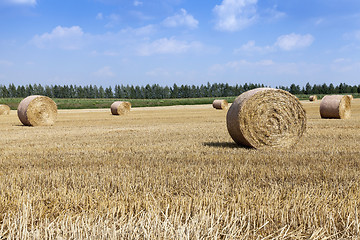 Image showing ripe yellow cereals  