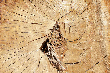 Image showing cut down a tree, close-up  