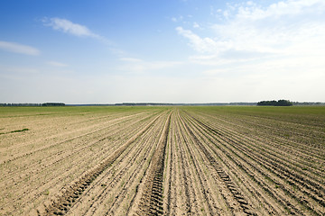 Image showing field with green onions  