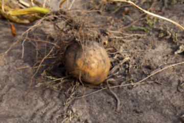 Image showing Potatoes on the ground 