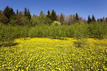 Image showing yellow dandelions ,  spring season