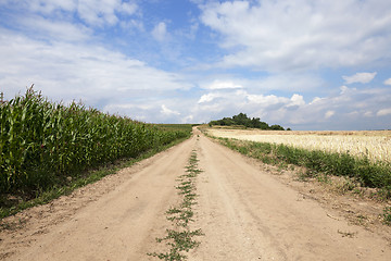 Image showing Green corn field  