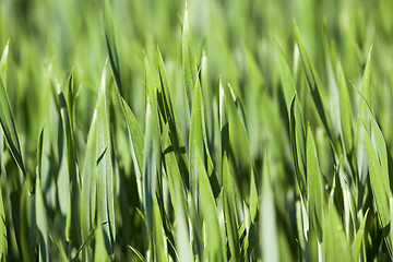 Image showing Agriculture. cereals. Spring 