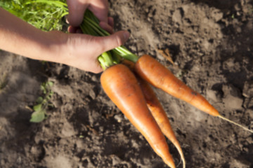 Image showing Carrots on the ground 