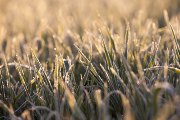 Image showing frost on the wheat  