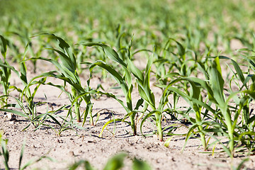 Image showing agricultural field with corn  