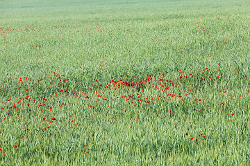 Image showing Poppy in the field 