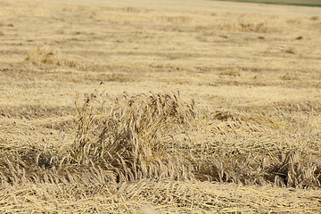 Image showing farm field cereals  