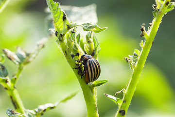 Image showing Colorado potato beetle in the field  