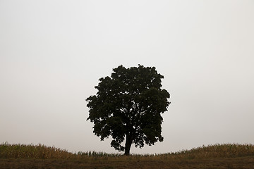 Image showing tree in the field  