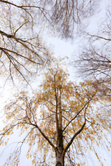 Image showing Autumn Park, overcast  