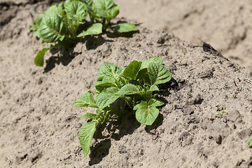 Image showing Field with potato  