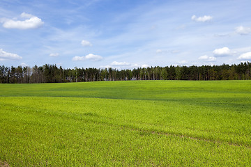 Image showing sprouted cereal. Spring  