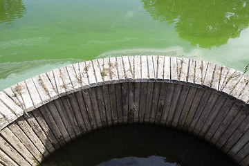 Image showing green swamp, close-up  