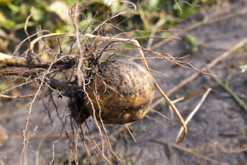 Image showing Potatoes on the ground 