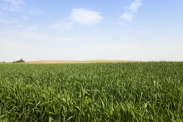 Image showing immature green grass  