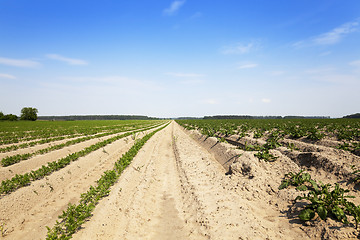 Image showing Field with carrot  