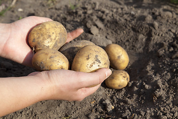 Image showing Potatoes in hand  