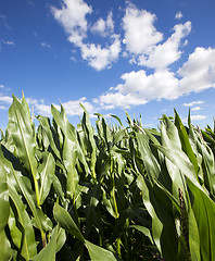 Image showing corn field, agriculture 