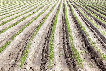 Image showing green carrot field  