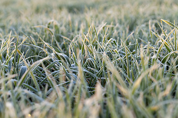 Image showing wheat during frost 