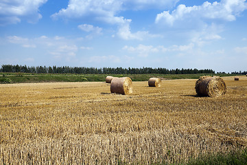 Image showing cereal harvest, summer 
