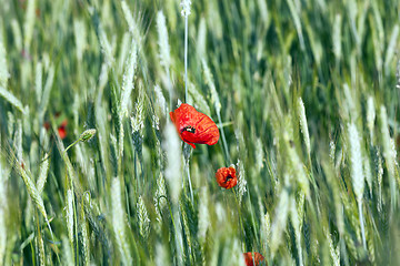 Image showing Red poppy flowers  