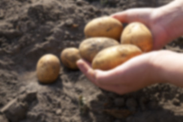 Image showing Potatoes in hand  