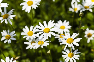 Image showing white daisy , bloom