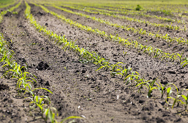 Image showing corn field. Spring  