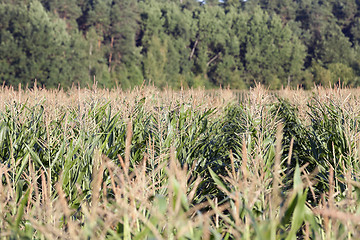 Image showing Field with corn  