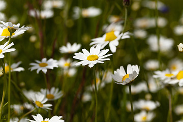 Image showing   daisy in bloom