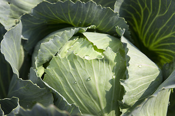 Image showing green cabbage with drops  