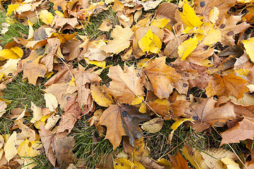 Image showing Autumn Park, overcast 